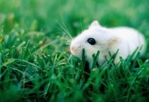 Điều kỳ diệu của công nghệ sinh học